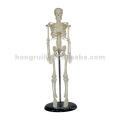 human mini skeleton model 42CM,plastic skeleton model